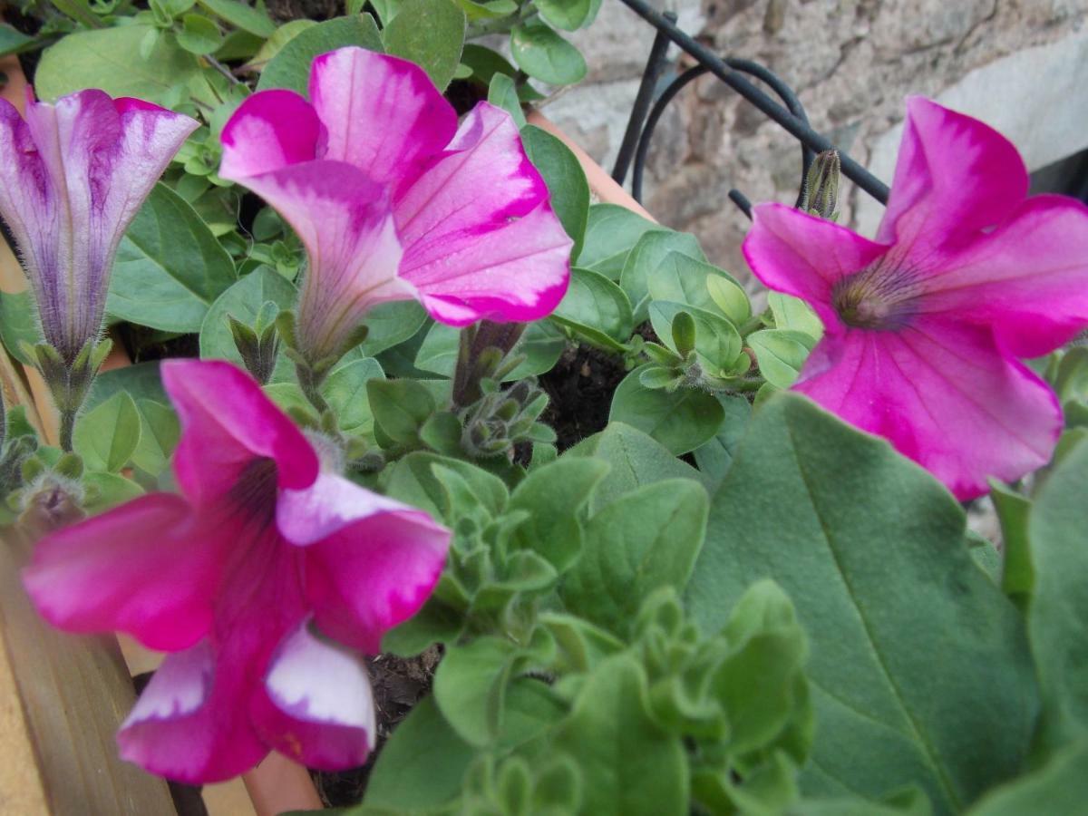 Le Cintrium Bed and Breakfast Viala-du-Tarn Εξωτερικό φωτογραφία